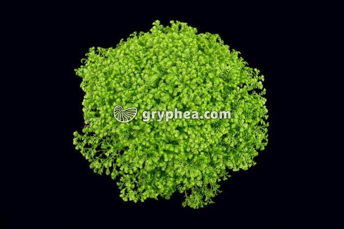 Sélaginelle (Selaginella sp.) - gryphea.org